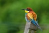 Bee Eater's seaside holiday